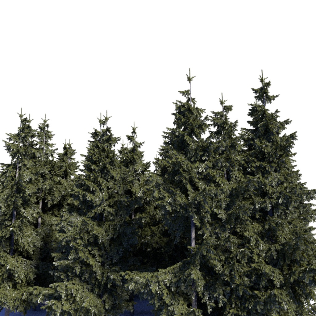 Background spruces preview image 1